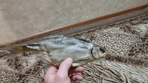 Вяленый Синец