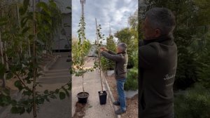 Обзор плодовых саженцев собственного производства