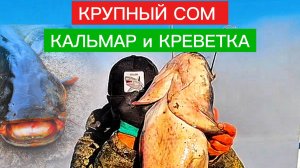 КРУПНЫЙ СОМ на КВОК! СОМ на КАЛЬМАРА и КРЕВЕТКУ. РЫБАЛКА на сома. Ловля сома с квоком.