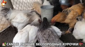 Цыплята и Курочки селяночки лучшие беспородные несушки 🥚 (307)