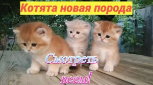 😱 Что за котята!