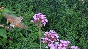 Бражник языкан 2025