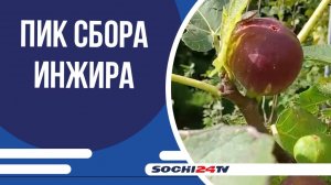 В Сочи пик сбора инжира
