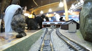 Кошки и поезда