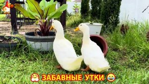 Забавные утки мускусные и пекинские на свободном выгуле со своими друзьями ч.(223) ❣️🤗😂