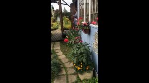 Цветы Сентябрь 2025