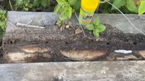 Великий воин начало