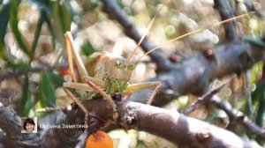 Экотерапия 30 серия.