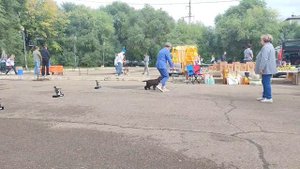 Благовещенск моно Английских кокер спаниелей 14.09.25 класс Щенков