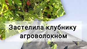 Застелила клубнику агроволокном, внесла удобрение. Грядка готова к зиме 👍