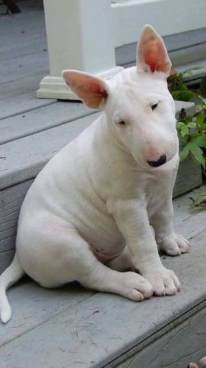 Bull Terrier