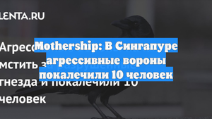 Mothership: В Сингапуре агрессивные вороны покалечили 10 человек