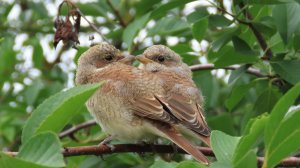 Молодые жуланы_#2, Крылатское, 02 августа 2025