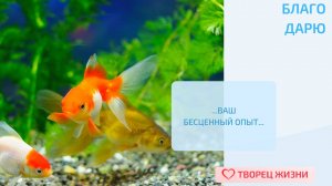 Благодарю за возможность самореализации!