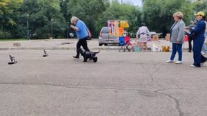 Благовещенск моно Английских кокер спаниелей 14.09.25 коб цветные Чемпион НКП + сравнение на ЛКо