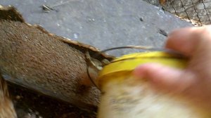 Кормление курочек 17 сентября 2025