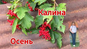 Калина/осень/природа/Приморье/Осеннее украшение сада/калина в своей красе