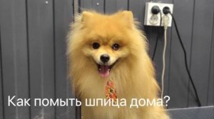 Как мыть шпица в домашних условиях? #шпиц #собаки #зоосалон
