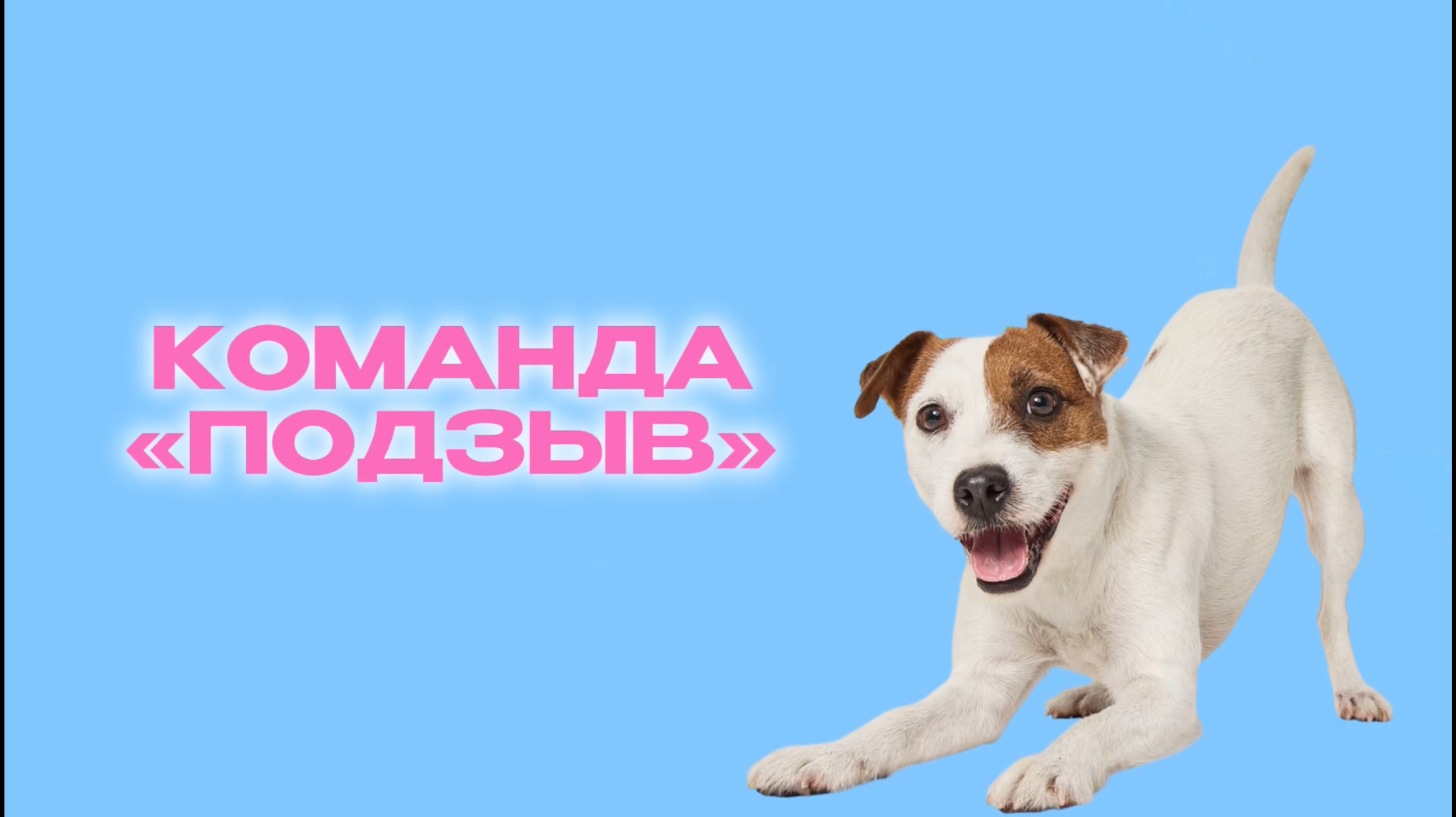 Дай лапу - Учим команде «подзыв» смотреть онлайн