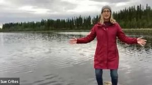 YT02-81 Цигун на каждый день с инструктором Sue Crites. Цигун Весеннего Леса (Chunyi Lin)