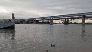 1000004683.mp4 Утки