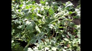 Вредитель капустная белянка