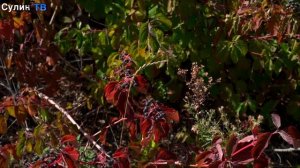 Ягоды и солнце