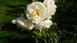 17=09=2025  КРАСНОДАР  ПАРК  ГАЛИЦКОГО.   (85)