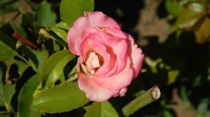 15=09=2025  ник   (85)