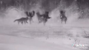 убили негра прикол😂