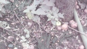 Собираю упавшие яблоки - падалицу (фрагмент)