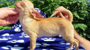 #щенки_чихуахуа_разного_возраста_пола_окраса +79215950848 #купить_чихуахуа_продаю