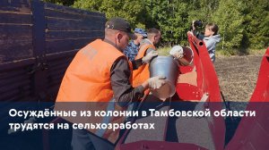 Осуждённые из колонии в Тамбовской области трудятся на сельхозработах