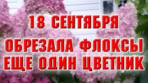 18 сентября. Обрезала флоксы, навела порядок в цветнике перед домом