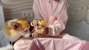 Фрай Винд У-помет, щенки вельш корги пемброк