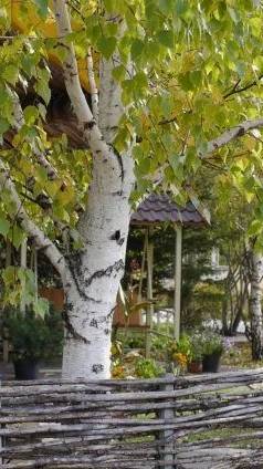 Берёзонька моя. Стихи и монтаж Татьяны Пантелеевой.