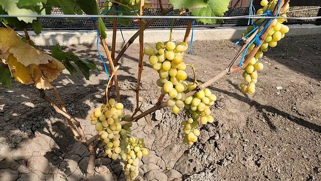 Сорт винограда ШАЙН МУСКАТ (Япония). смотреть онлайн