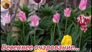 Алтай. Тюльпановое очарование 💐💐💐