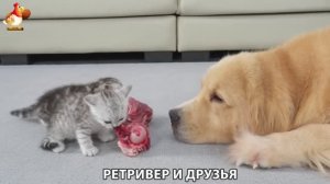 Золотистый ретривер и его друзья милые питомцы 🐕 выпуск (274)