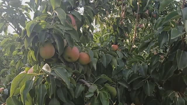 Груша Бере Мореттини смотреть онлайн