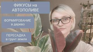 🟢🟣ФИКУС ТИНЕКЕ НА АВТОПОЛИВЕ. ПЕРЕСАДКА В ГРУНТ. ФОРМИРОВАНИЕ В ДЕРЕВО #plants #фикусы