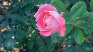 15=09=2025  ник   (99)