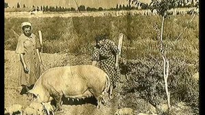 Бургун-Маджарский винсовхоз