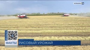 Урожай риса на площади 115 тыс. гектаров собирают в Краснодарском крае