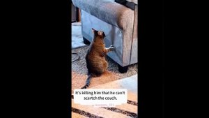 Видео от МЯУтаверс – как метавселенная, но с котами