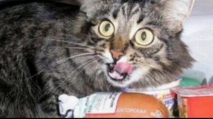 Колбасный спас 🤣🤣🤣.