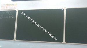расцвела душистая срень