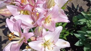 Туган Көн!День Рождения.Музыкальная Открытка на татарском языке.