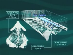 Зачем при питании регулирует размер отверстий своего «процеживающего аппарата» Лещ — Abramis brama ?