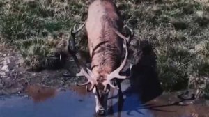 У оленей в горах Сочи начался гон